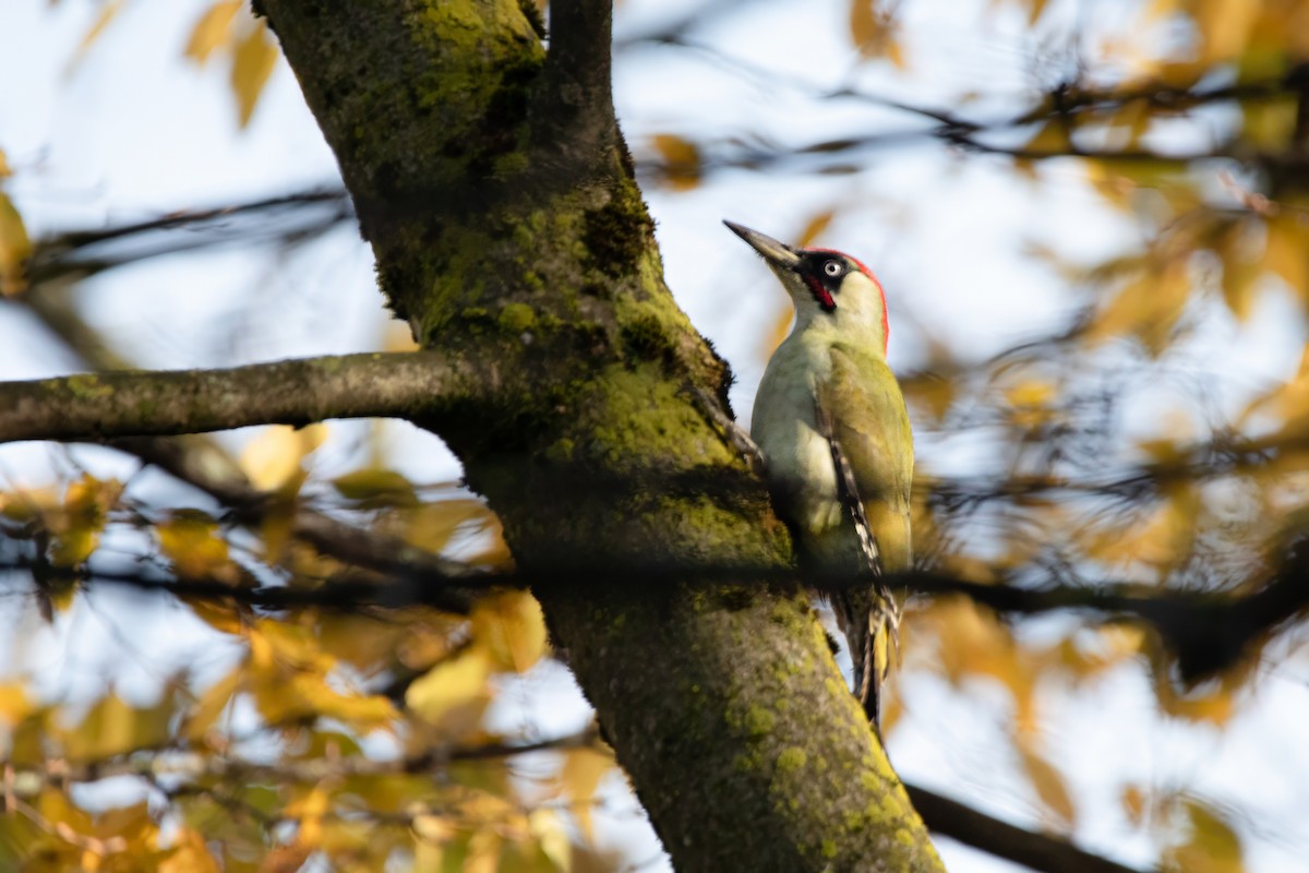 žluna zelená - ML644666182