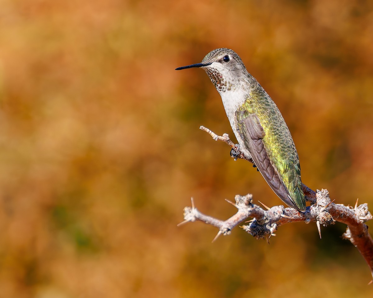 Anna's Hummingbird - ML644666184