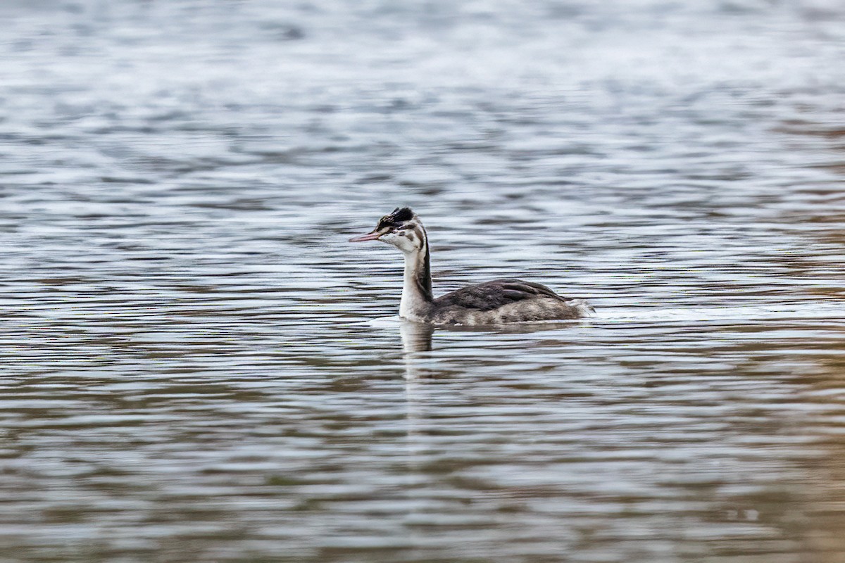 カンムリカイツブリ - ML644666186