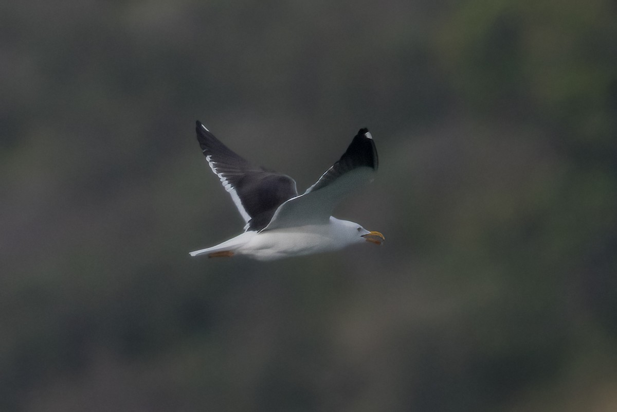 Gaviota Sombría (del Báltico) - ML644666188