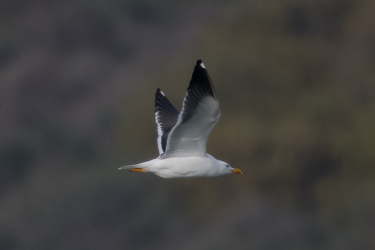 Gaviota Sombría (del Báltico) - ML644666189