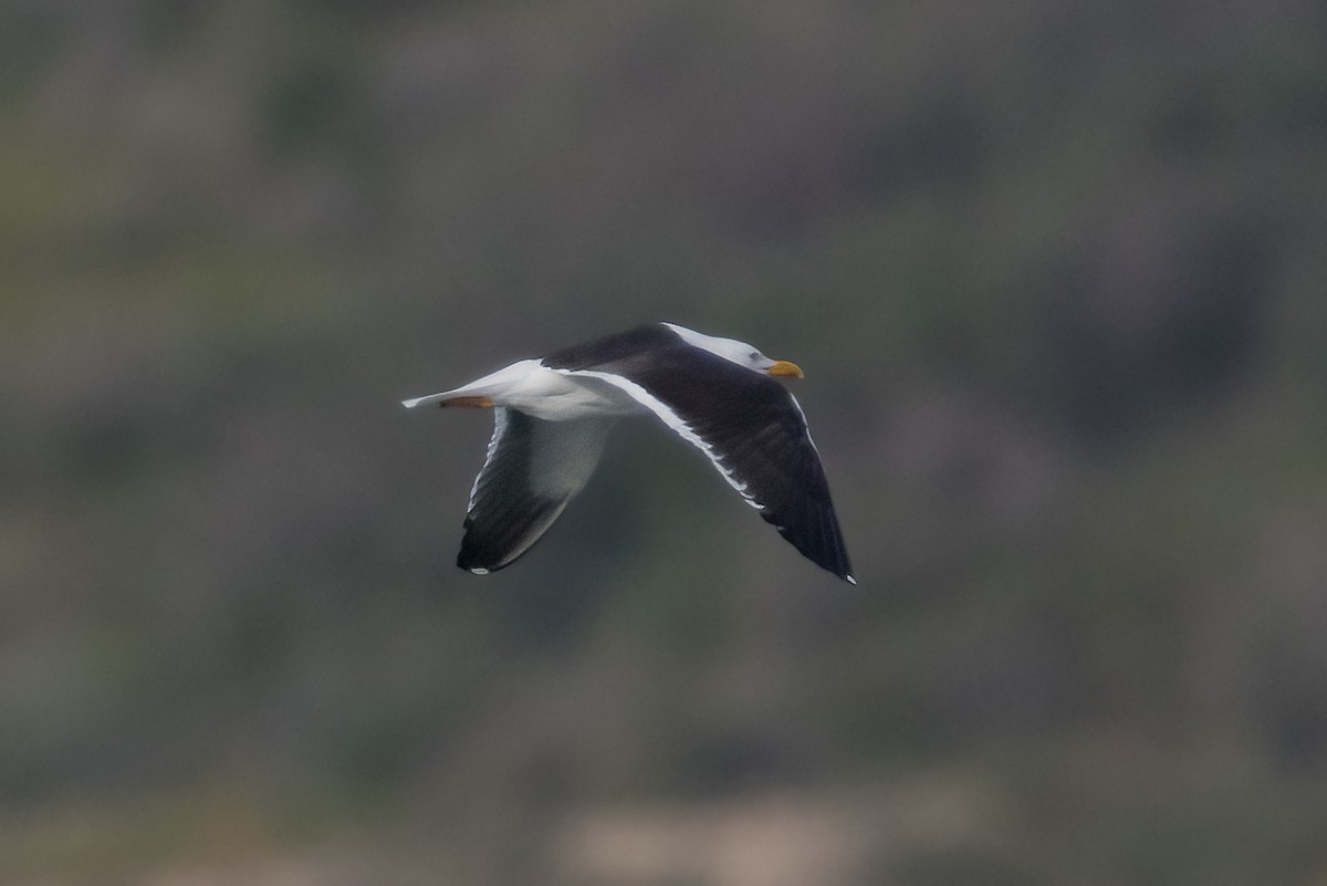 Gaviota Sombría (del Báltico) - ML644666190