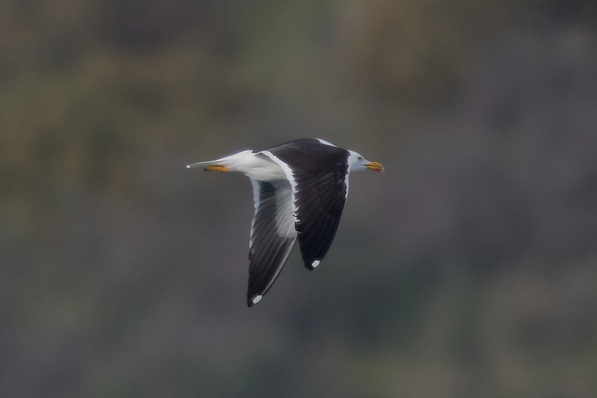 Gaviota Sombría (del Báltico) - ML644666191