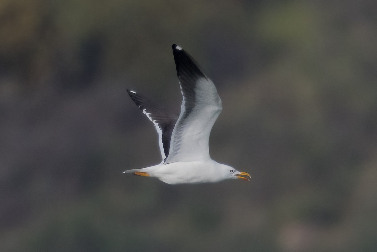 Gaviota Sombría (del Báltico) - ML644666192