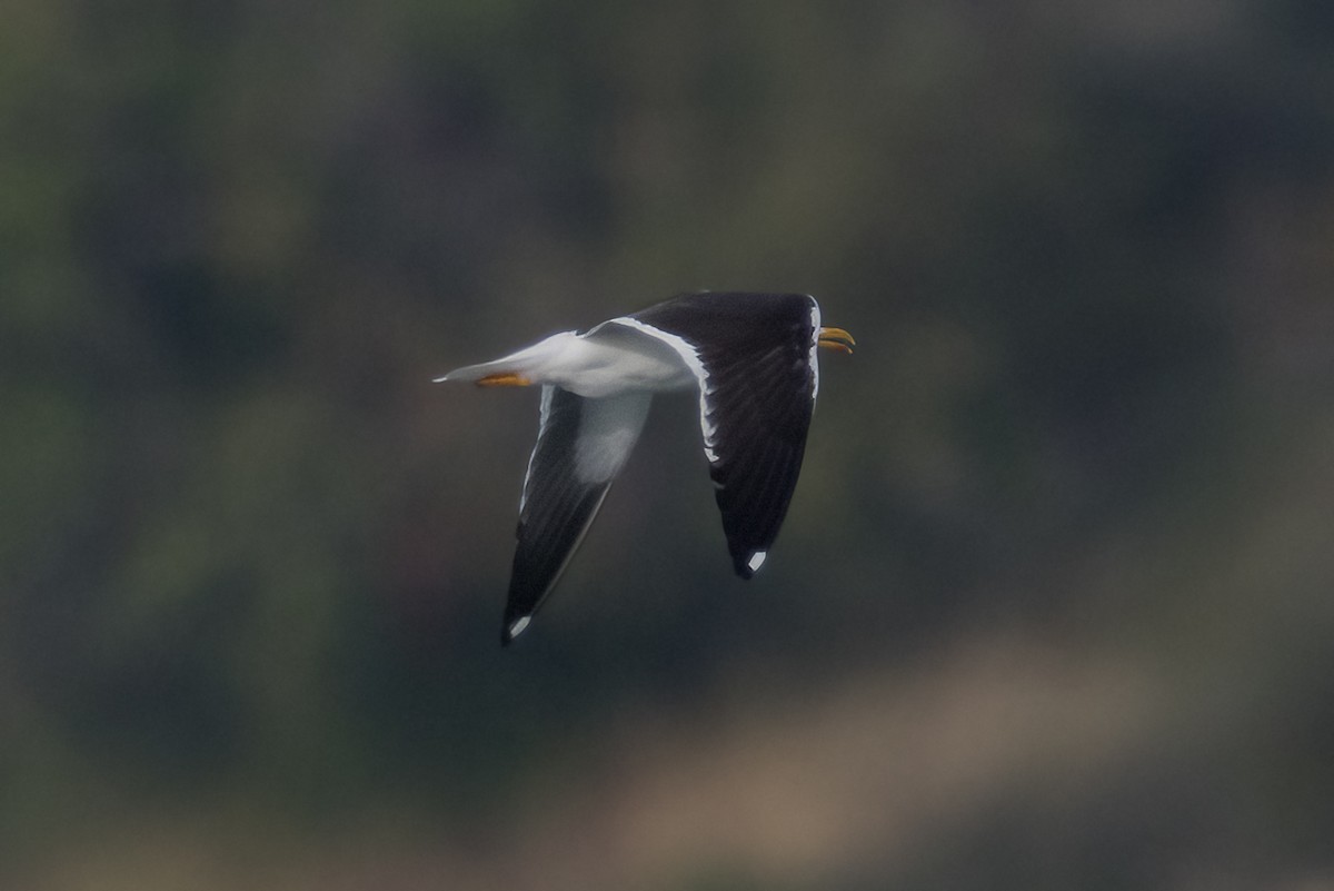 Gaviota Sombría (del Báltico) - ML644666193