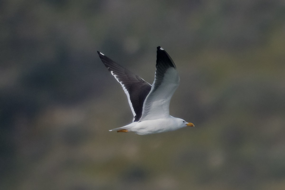 Gaviota Sombría (del Báltico) - ML644666194