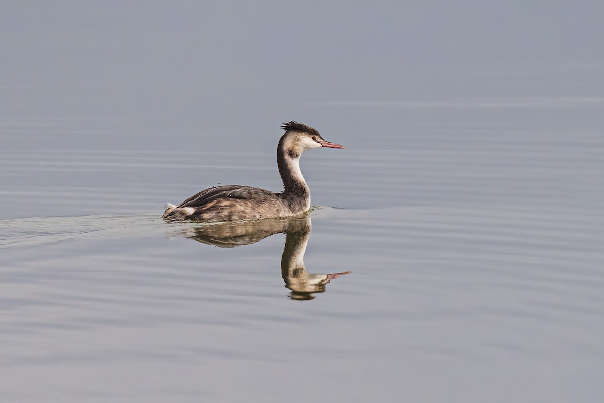 カンムリカイツブリ - ML644666197