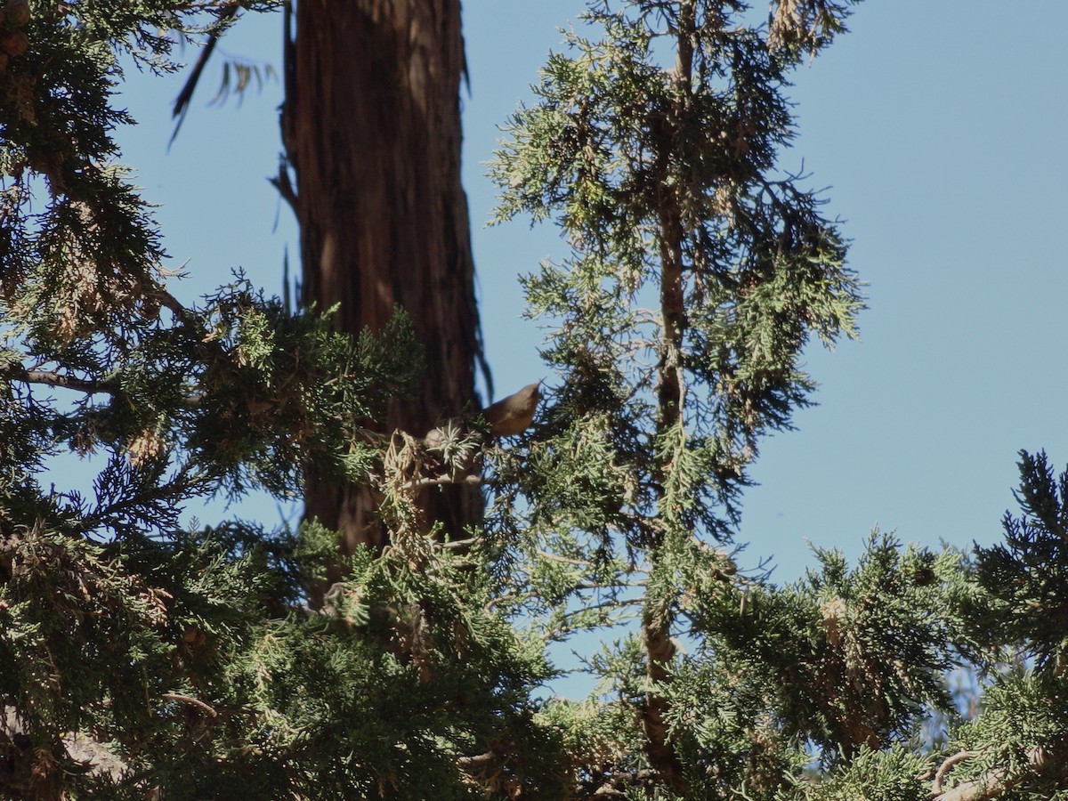 Southern House Wren - ML644666199