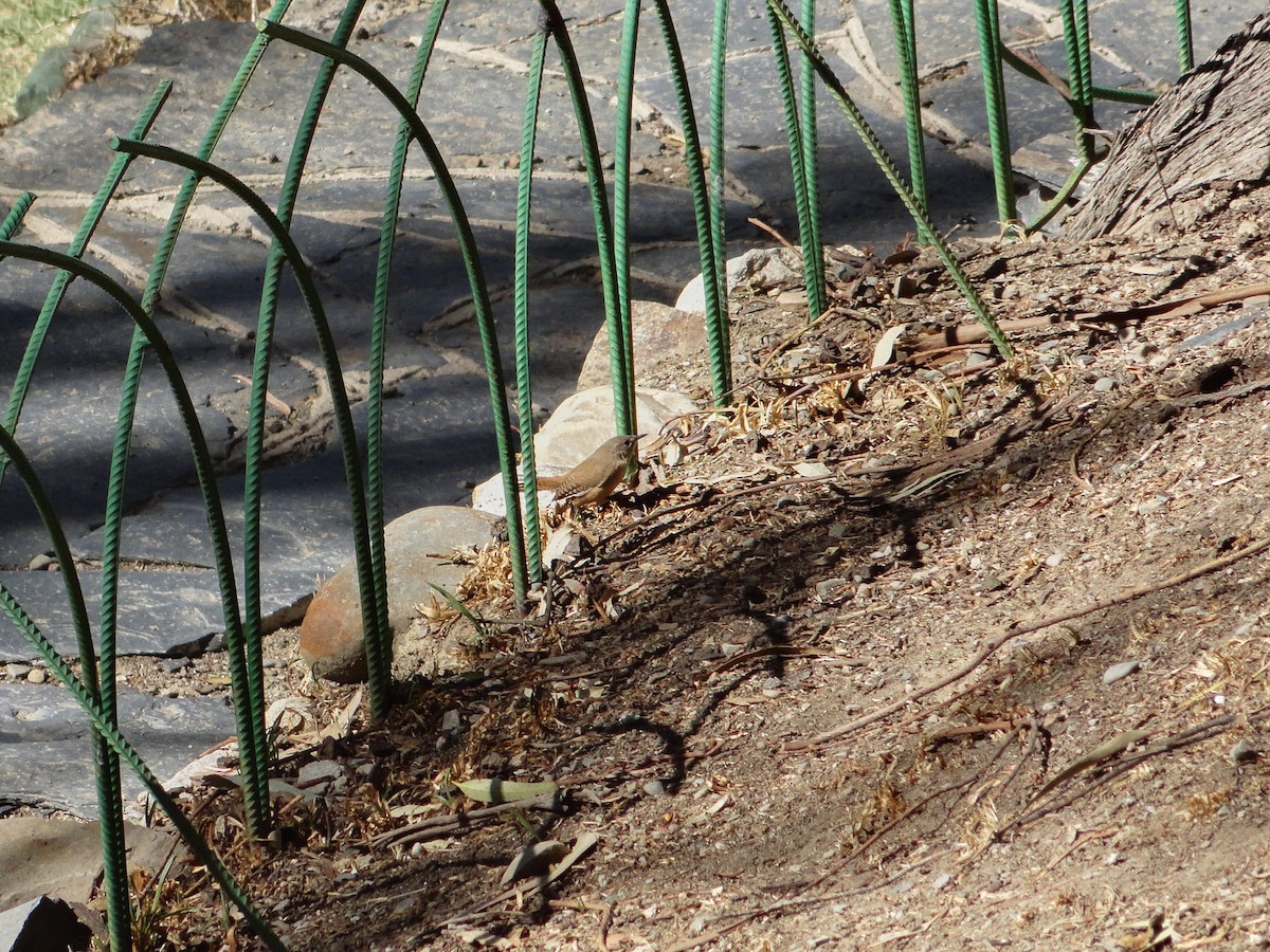 Southern House Wren - ML644666200