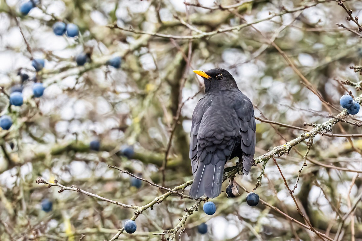 ニシクロウタドリ - ML644666216