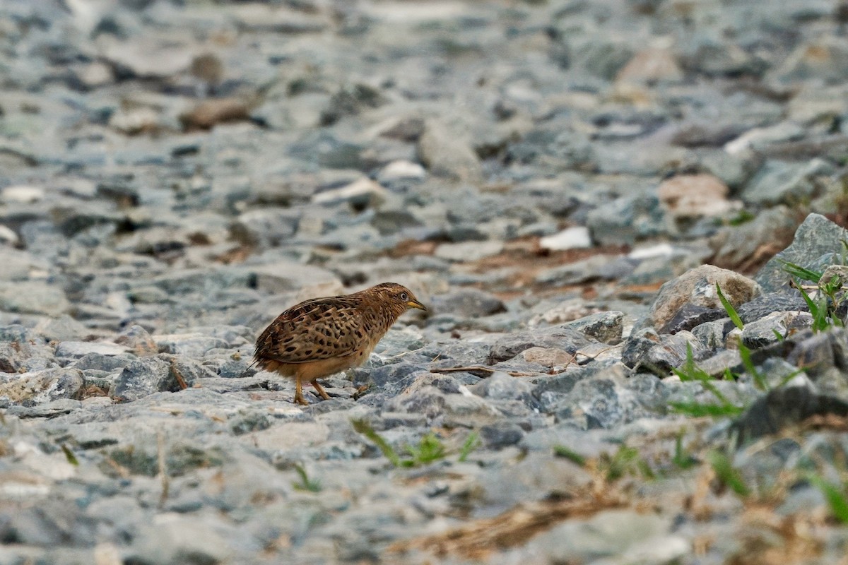 Kızıl Sırtlı Bıldırcınyelvesi - ML644666222