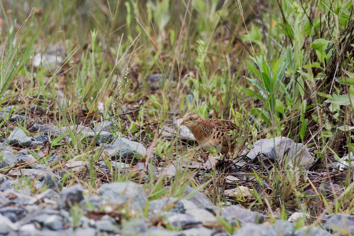 Kızıl Sırtlı Bıldırcınyelvesi - ML644666223