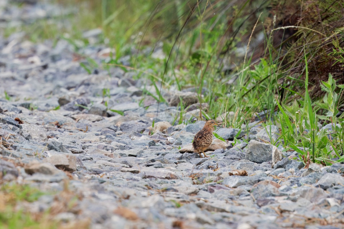 Kızıl Sırtlı Bıldırcınyelvesi - ML644666224