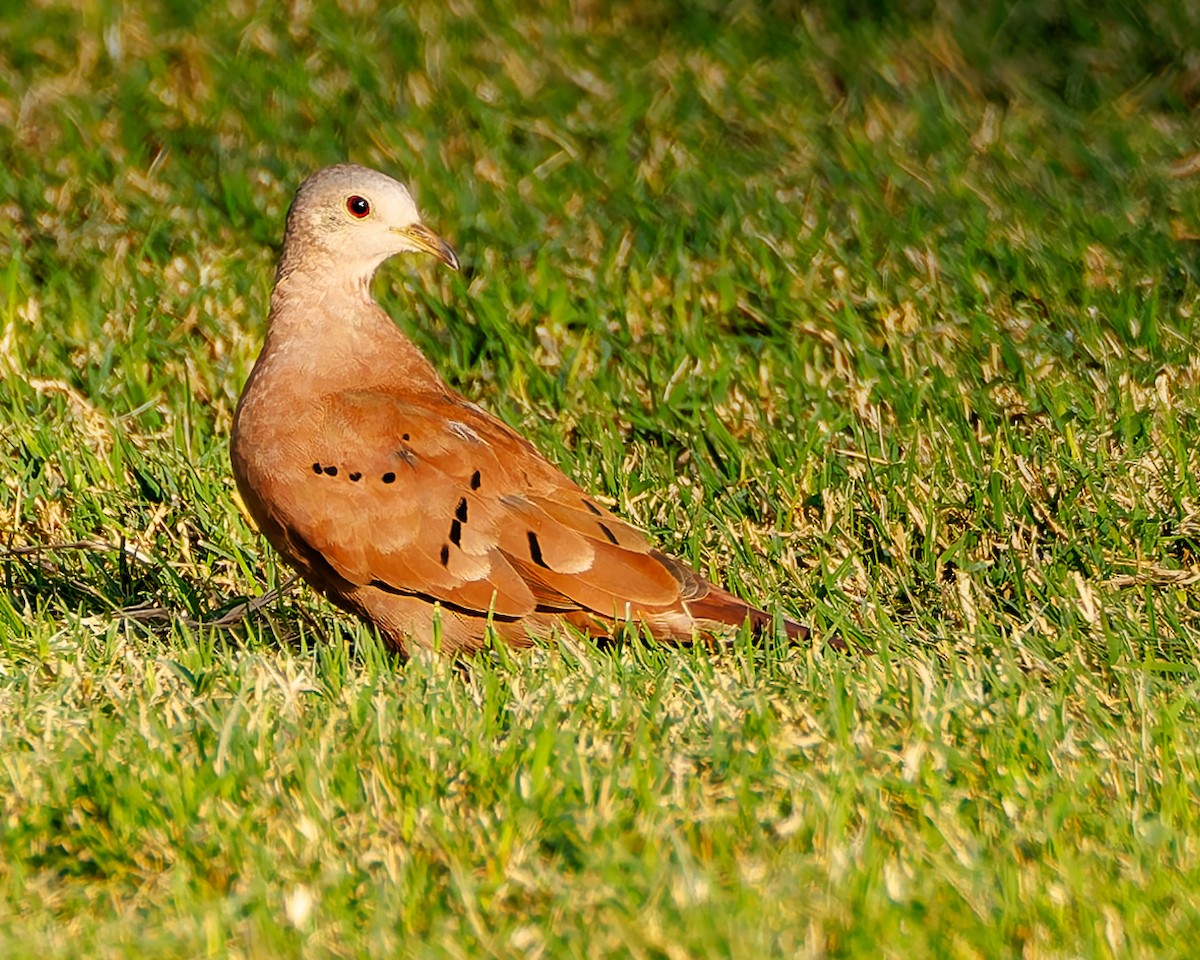 Ruddy Ground Dove - ML644666230