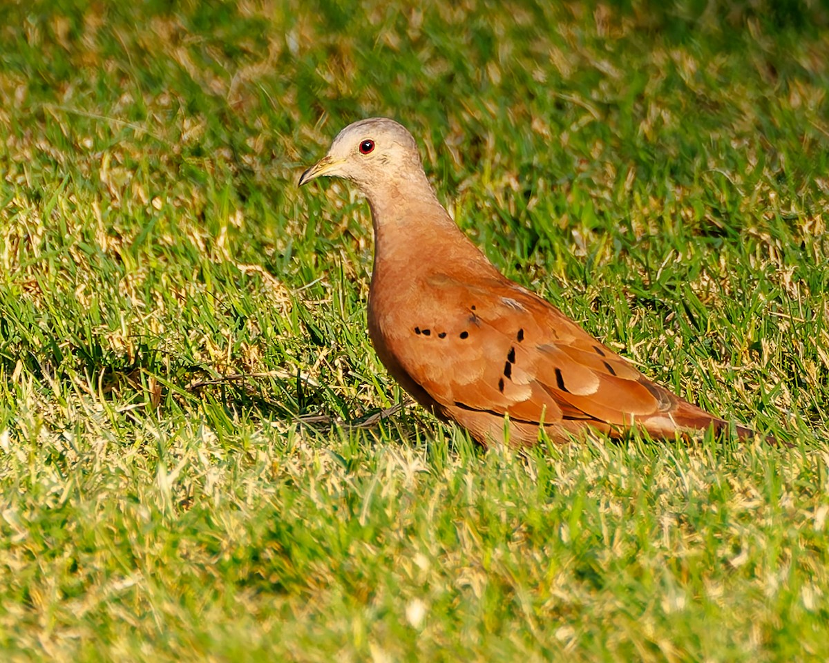 Ruddy Ground Dove - ML644666231