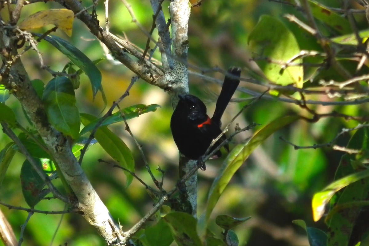 Red-backed Fairywren - ML644666232