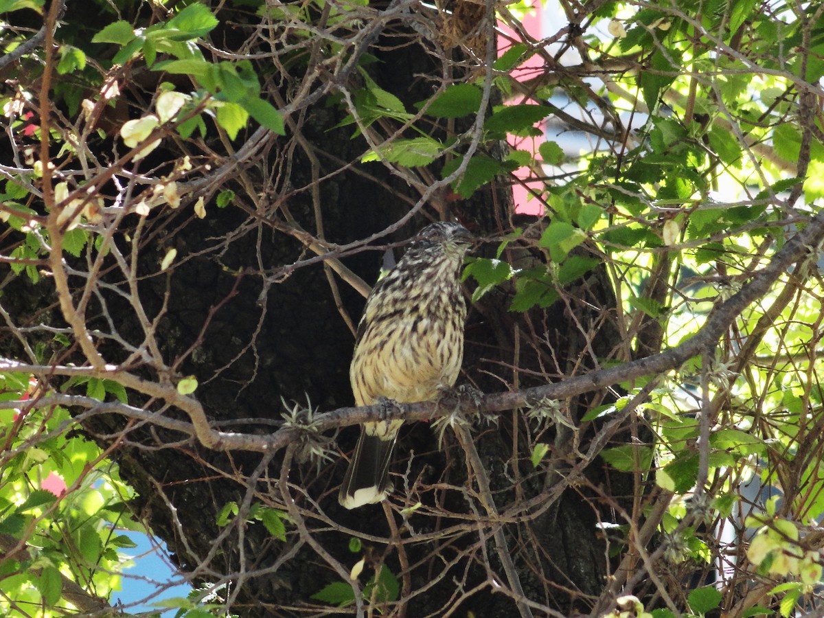 White-tipped Plantcutter - ML644666236