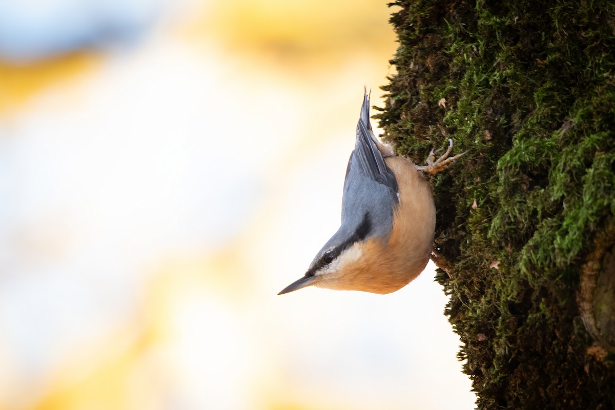 Eurasian Nuthatch - ML644666241