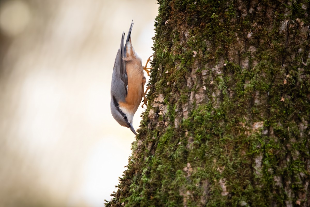 Eurasian Nuthatch - ML644666242