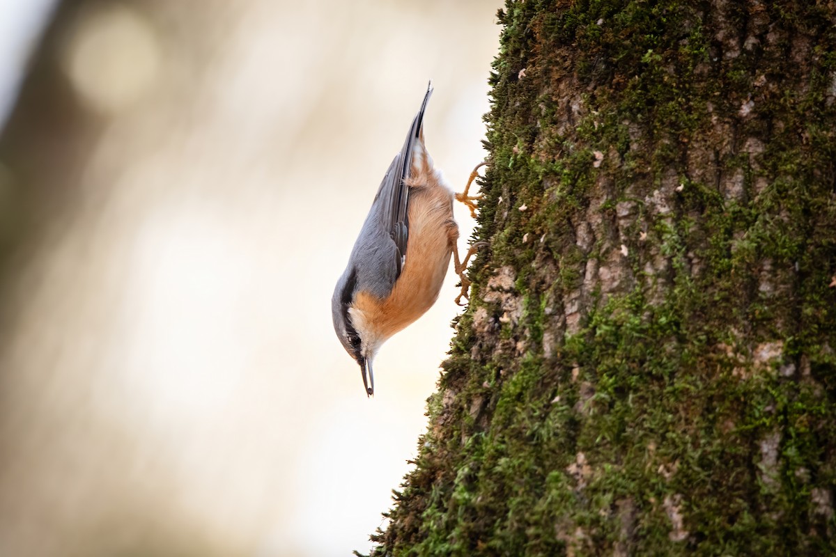 Eurasian Nuthatch - ML644666243