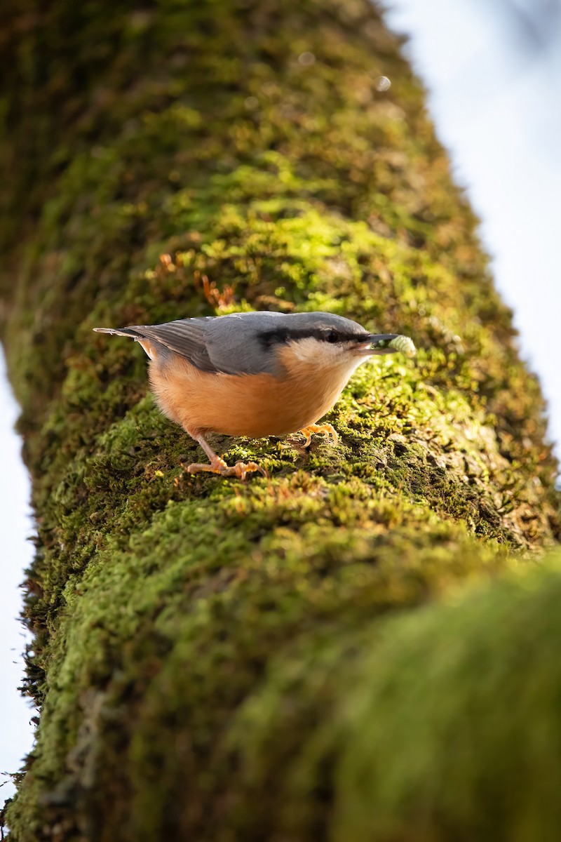 Eurasian Nuthatch - ML644666244
