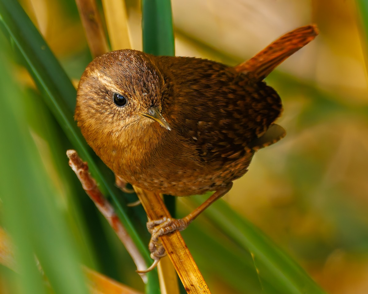 Pacific Wren - ML644666246