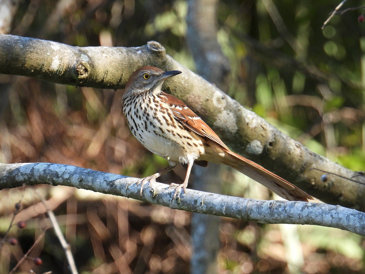 דשוש חום - ML644666247