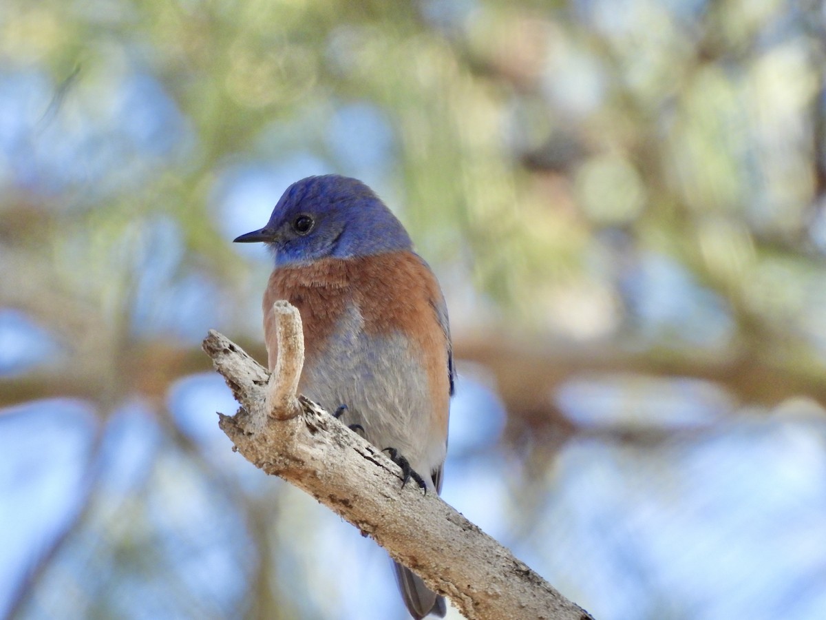 Western Bluebird - ML644666257