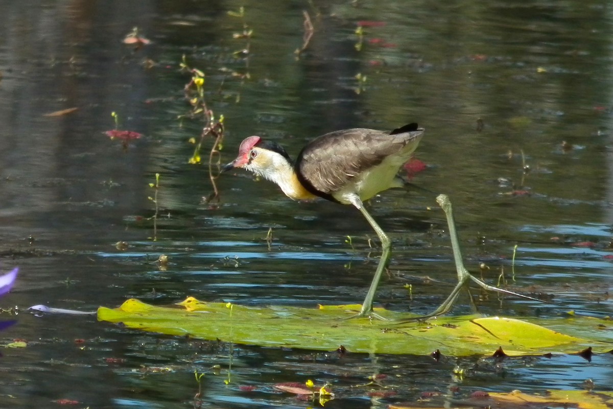 Comb-crested Jacana - ML644666258