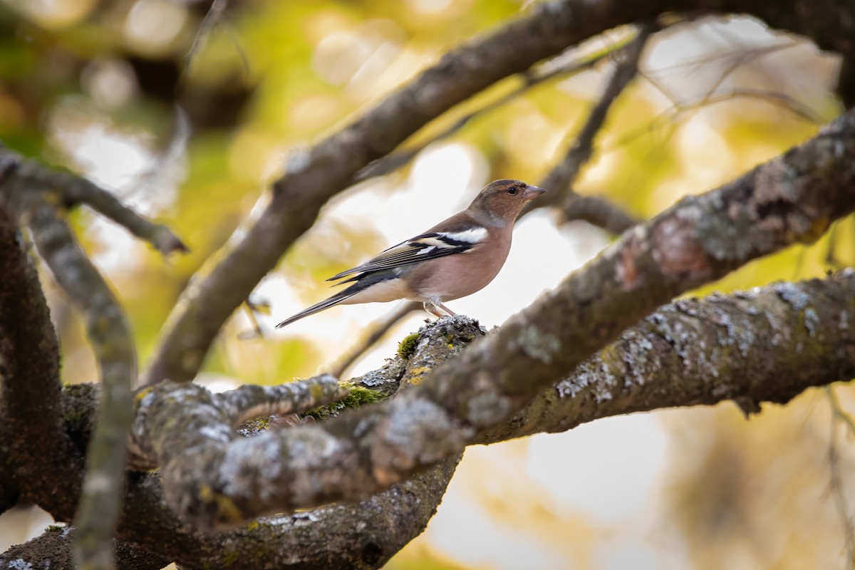 פרוש מצוי - ML644666263