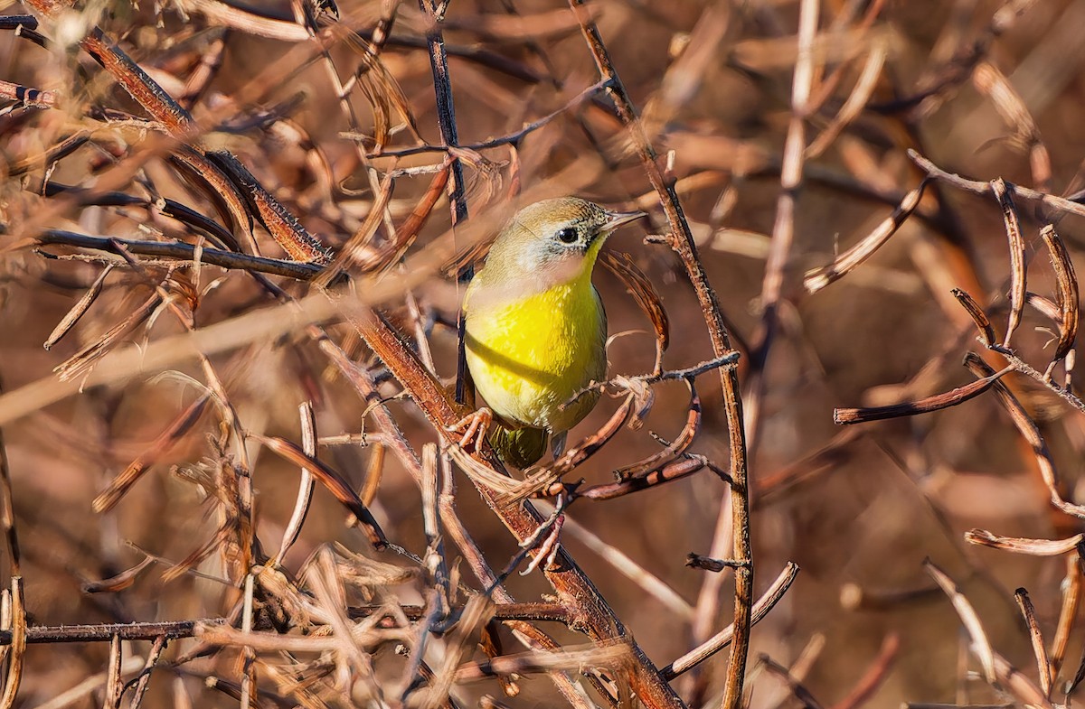 Common Yellowthroat - ML644666276