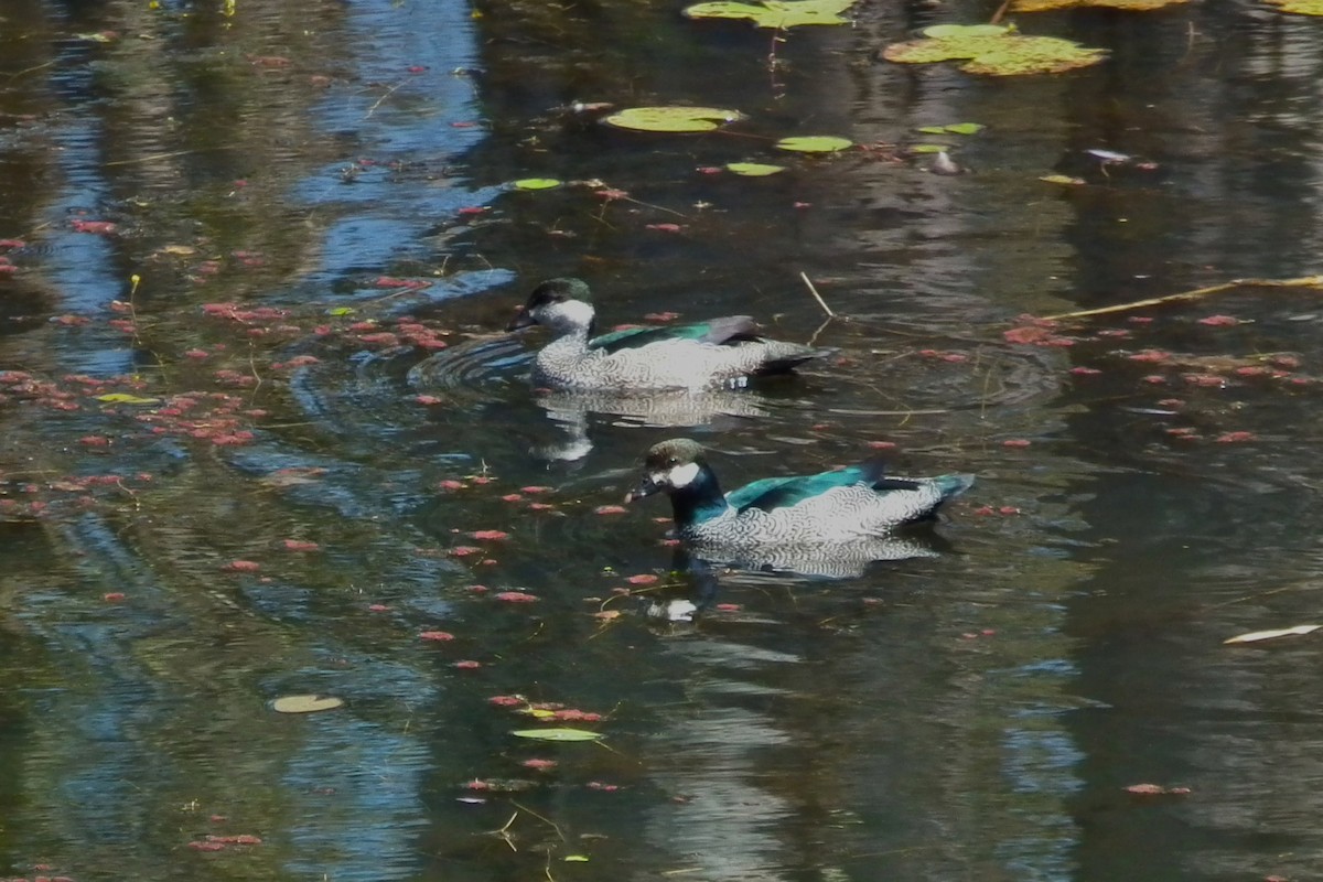 Green Pygmy-Goose - ML644666278
