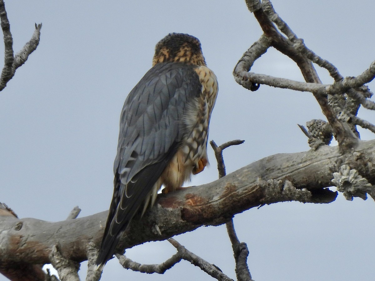 Merlin - ML644666279