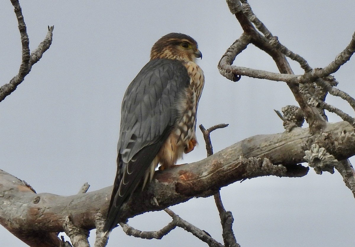 Merlin - ML644666280