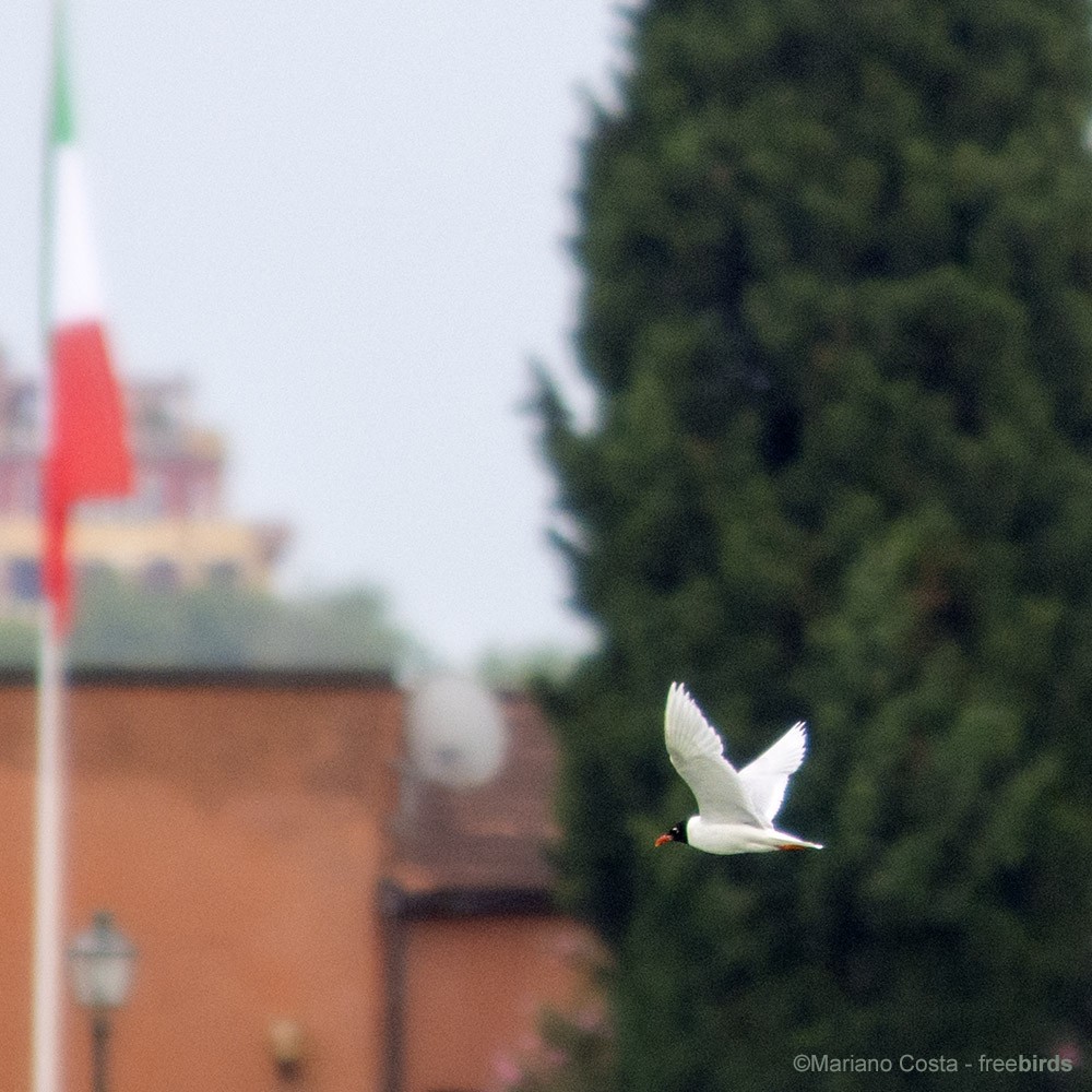 Mediterranean Gull - ML644666286