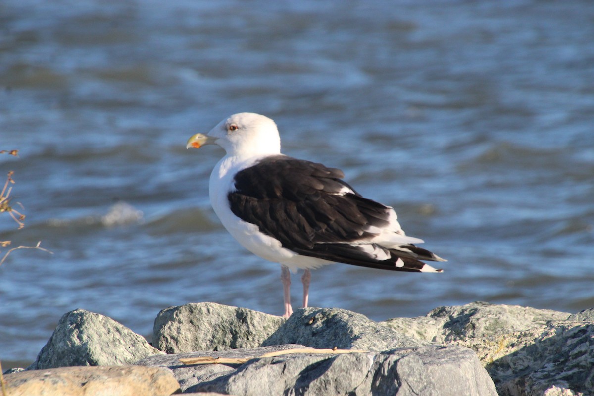 Great Black-backed Gull - ML644666298