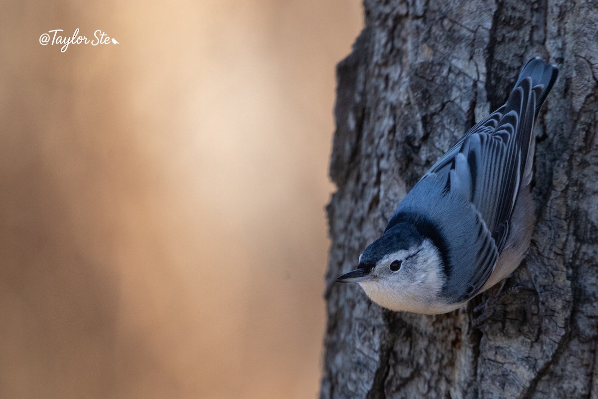 White-breasted Nuthatch - ML644666299