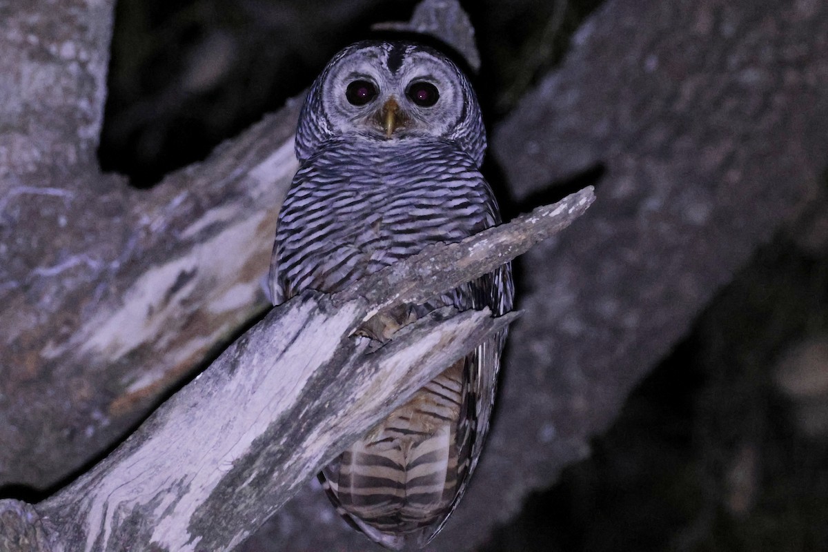 Сова болівійська - ML644666300