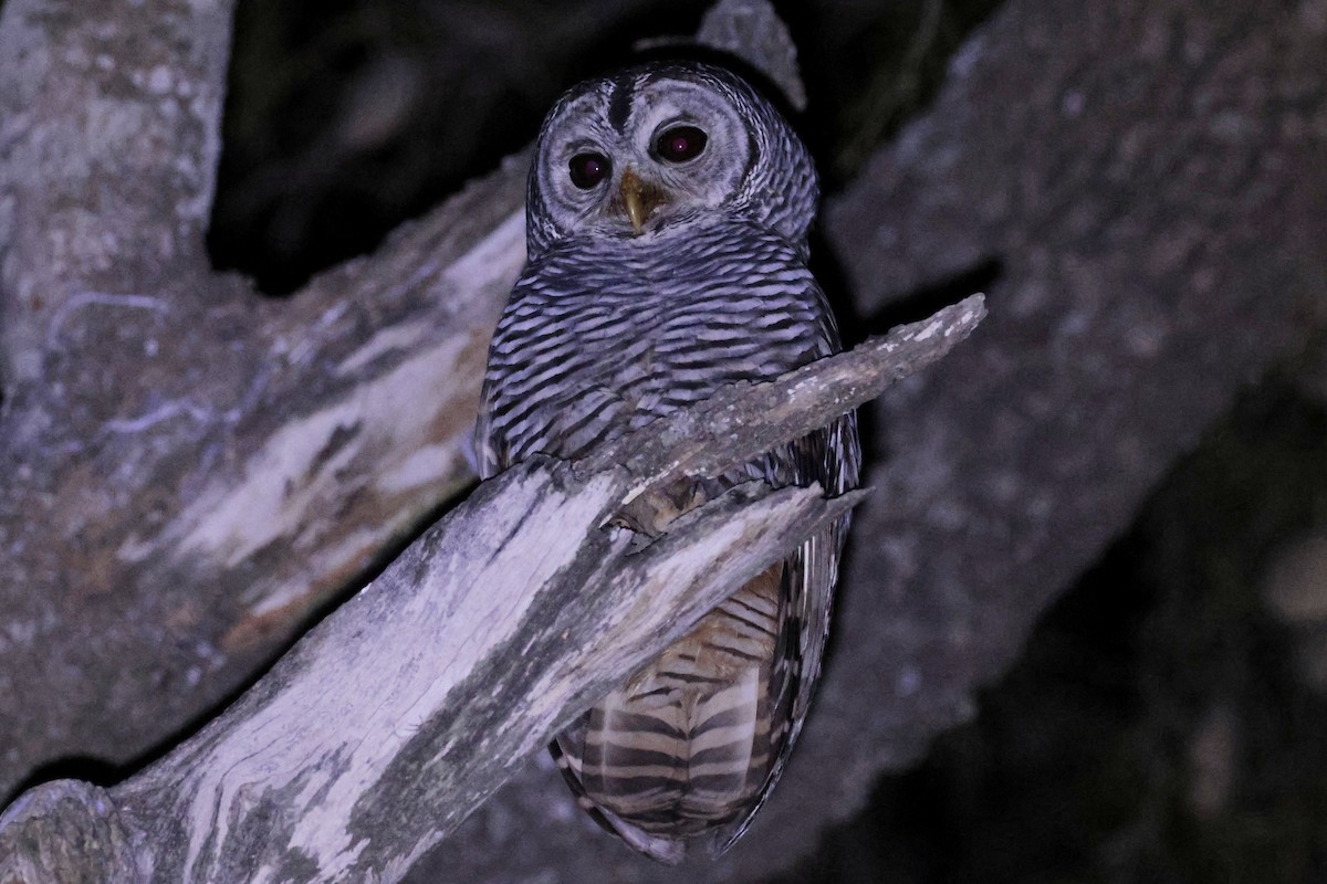 Сова болівійська - ML644666301