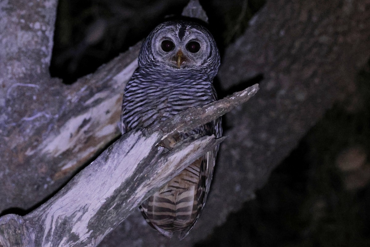 Сова болівійська - ML644666302