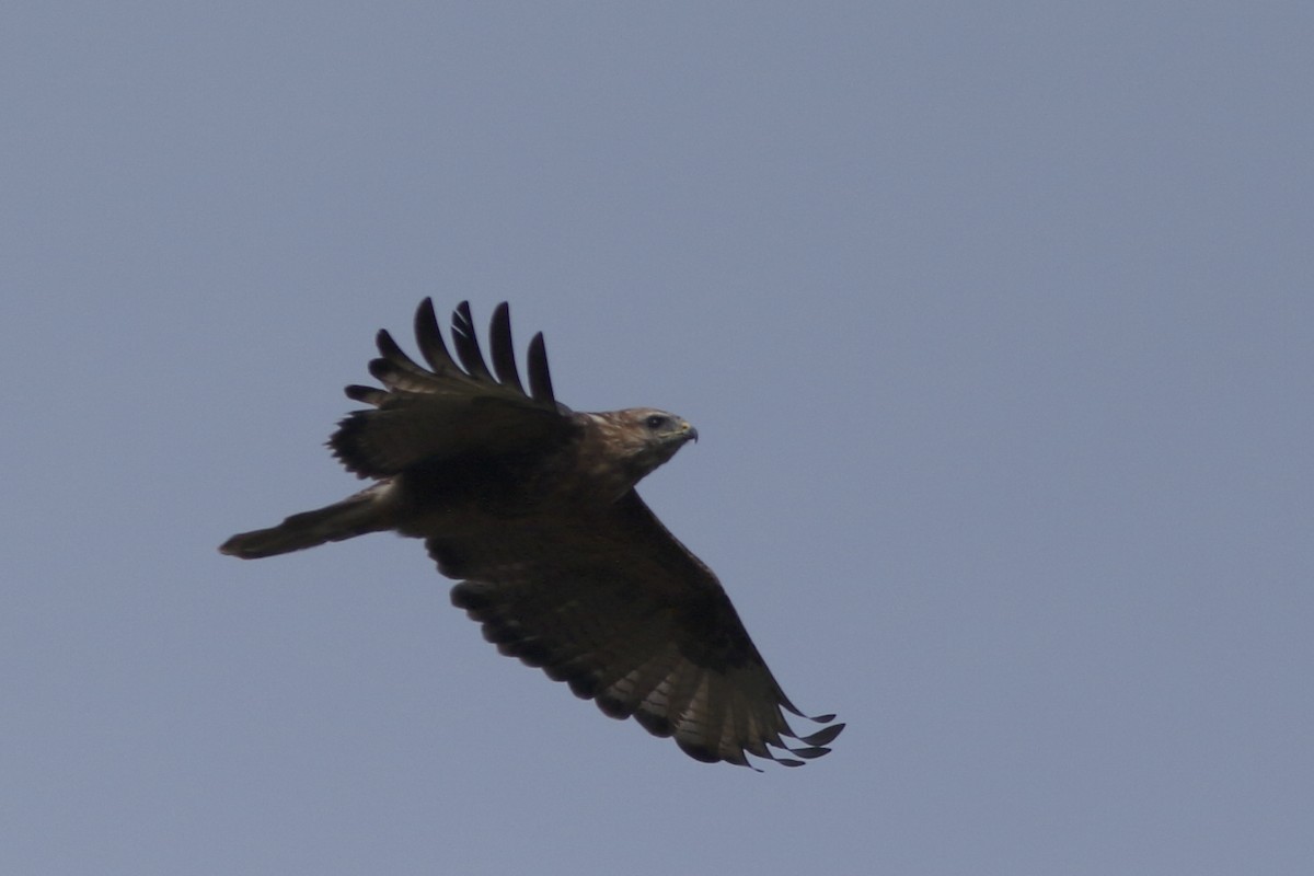 Eastern Buzzard - ML644666305