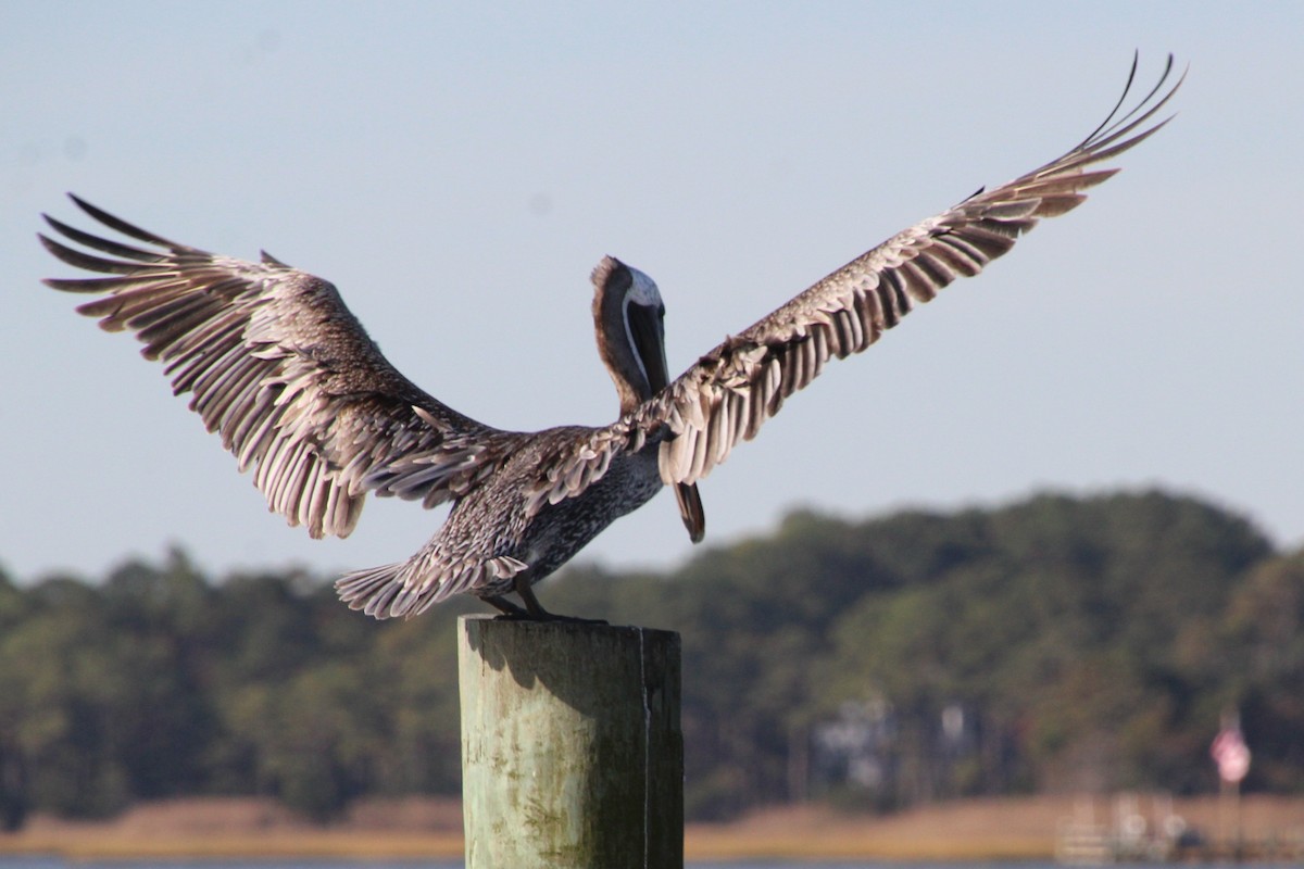 Brown Pelican - ML644666306