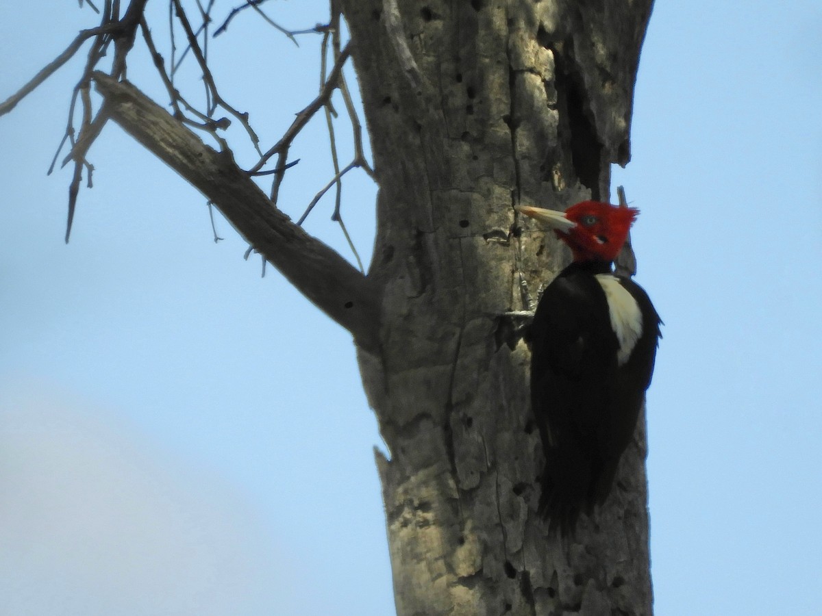 Cream-backed Woodpecker - ML644666315