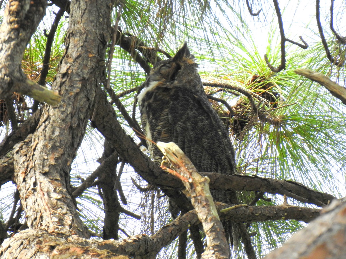Great Horned Owl - ML644666319