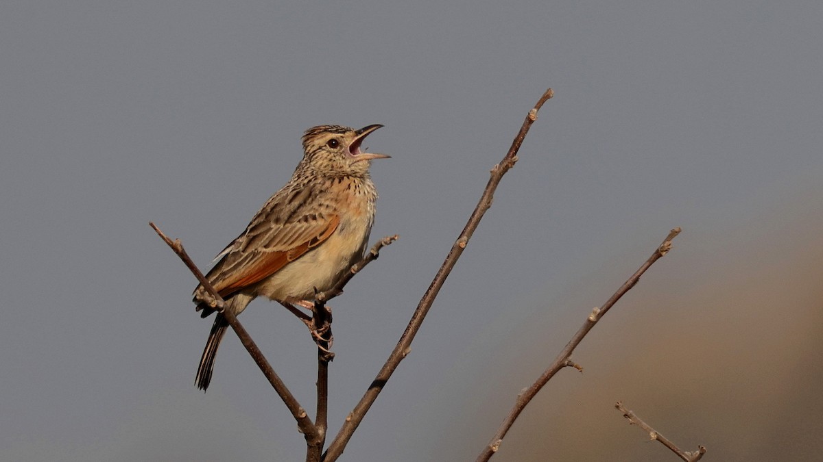 Rufous-naped Lark - ML644666321