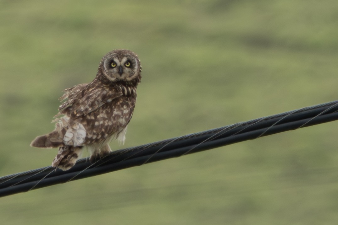Short-eared Owl (Hawaiian) - ML644666333
