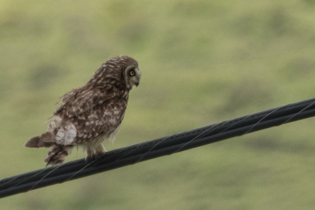 Short-eared Owl (Hawaiian) - ML644666334