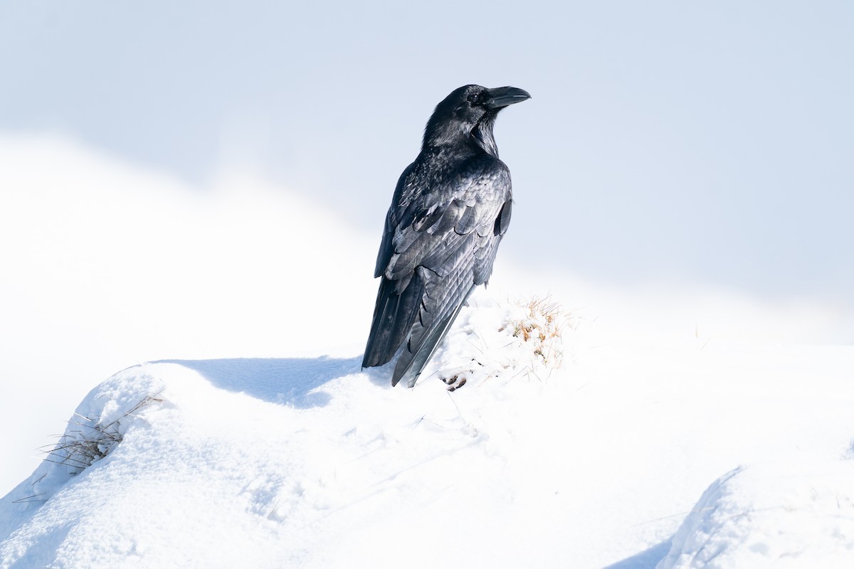 Крук звичайний - ML644666336