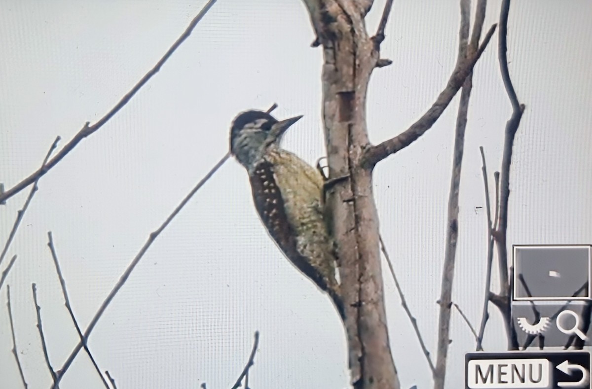 Cardinal Woodpecker - ML644666357