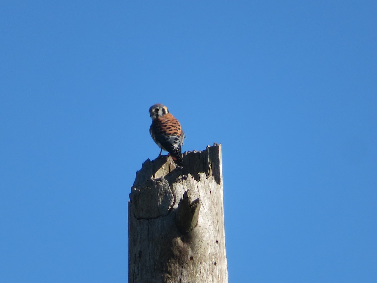 Buntfalke - ML644666361